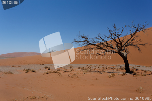 Image of Dune 45 in sossusvlei Namibia with dead tree