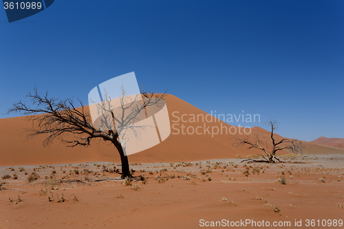 Image of Dune 45 in sossusvlei Namibia with dead tree