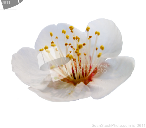 Image of Plum flower