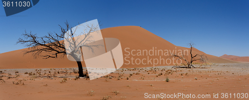 Image of Dune 45 in sossusvlei Namibia with dead tree