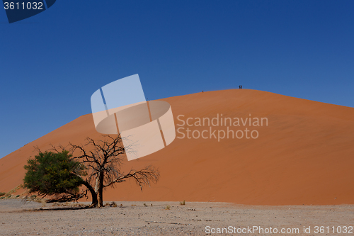 Image of Dune 45 in sossusvlei Namibia with dead tree