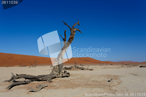 Image of beautiful sunrise landscape of hidden Dead Vlei