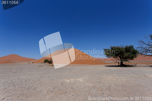 Image of Dune 45 in sossusvlei Namibia with dead tree