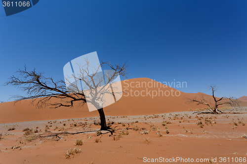 Image of Dune 45 in sossusvlei Namibia with dead tree