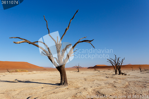 Image of beautiful landscape of Hidden Vlei in Namib desert panorama