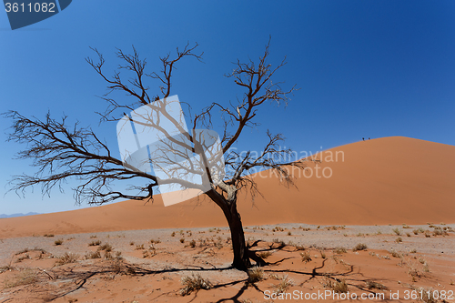 Image of Dune 45 in sossusvlei Namibia with dead tree