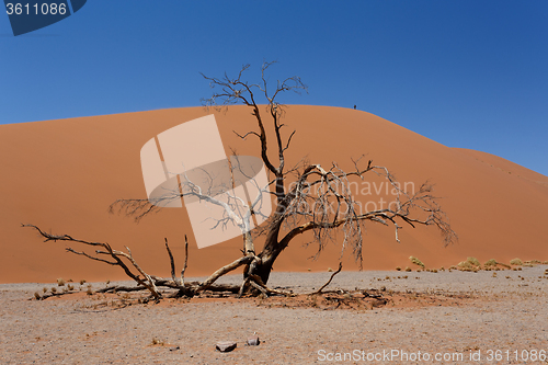 Image of Dune 45 in sossusvlei Namibia with dead tree