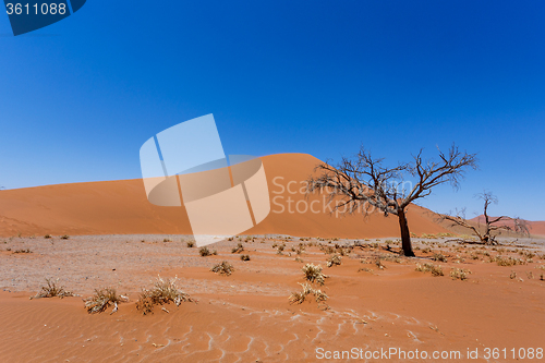 Image of Dune 45 in sossusvlei Namibia with dead tree