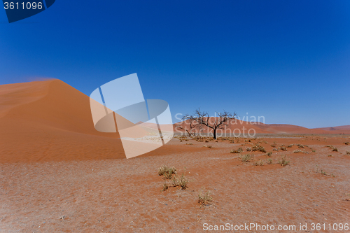 Image of Dune 45 in sossusvlei Namibia with dead tree