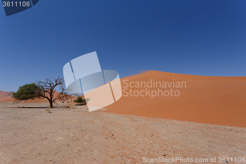 Image of Dune 45 in sossusvlei Namibia with dead tree