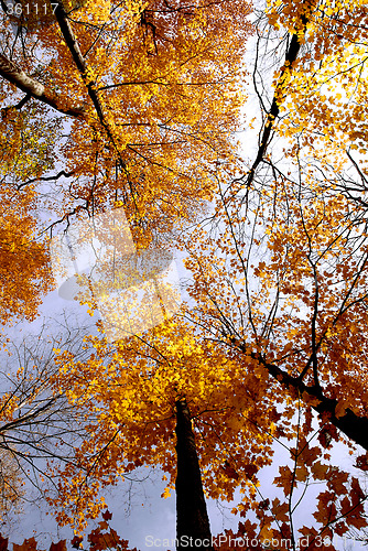 Image of Fall maples