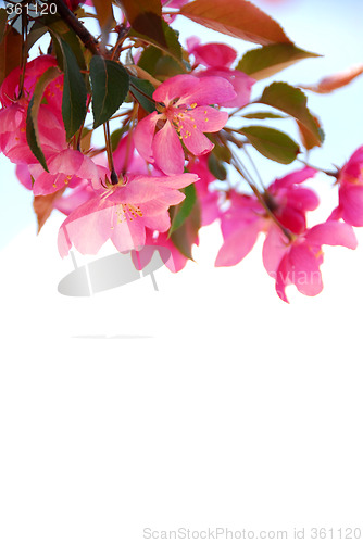 Image of Blooming branch