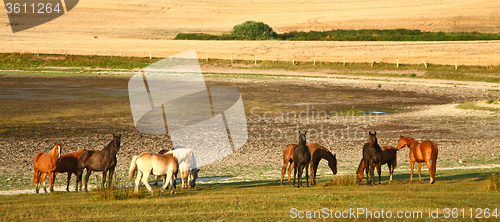 Image of  Nature in south Sweden