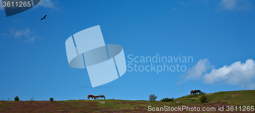 Image of Horses in Sweden