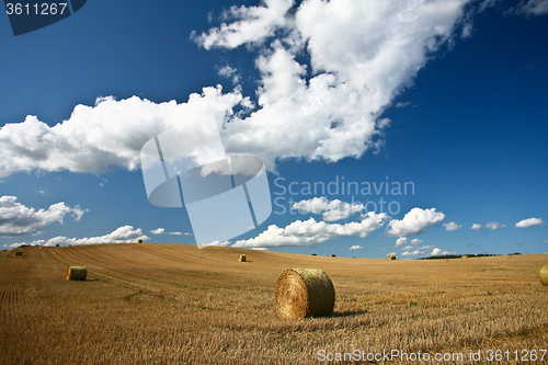 Image of Harvest