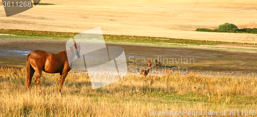 Image of  Nature in south Sweden