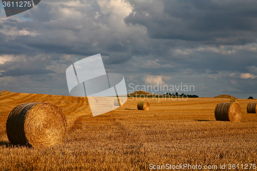 Image of Harvest