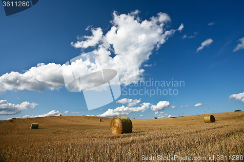 Image of Harvest