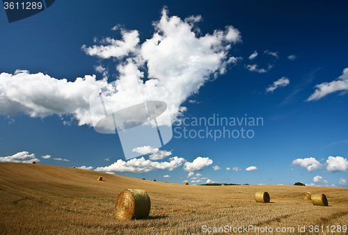 Image of Harvest