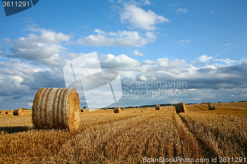 Image of Harvest