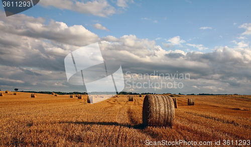 Image of Harvest