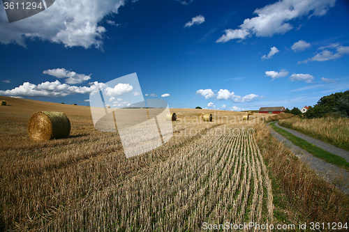 Image of Harvest