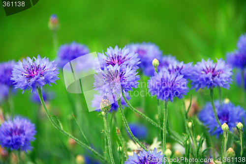 Image of Cornflowers