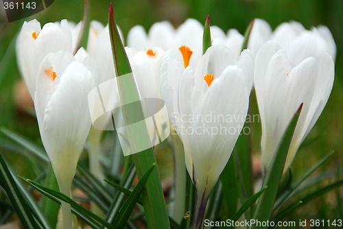 Image of White crocus