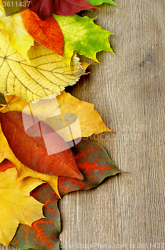 Image of Frame of Autumn Leafs