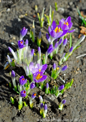 Image of Crocus growing