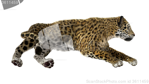 Image of Big Cat Jaguar
