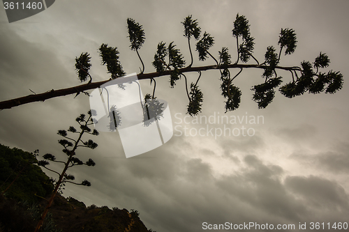 Image of Agave blossom against dramatic cloudy sky