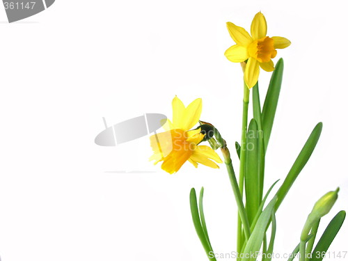 Image of Daffodils on white