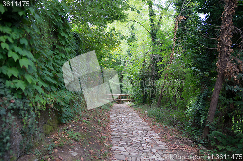 Image of Hiking in forest