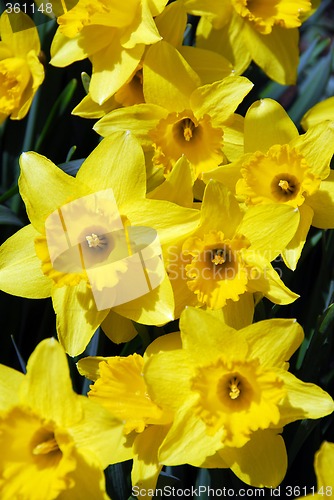 Image of Daffodils