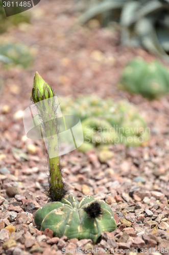 Image of Budding Gymnocalycium cactus flower