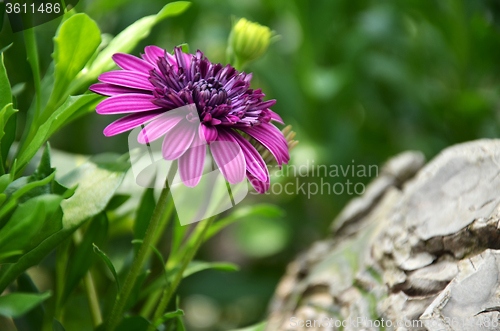 Image of Purple flower in the garden