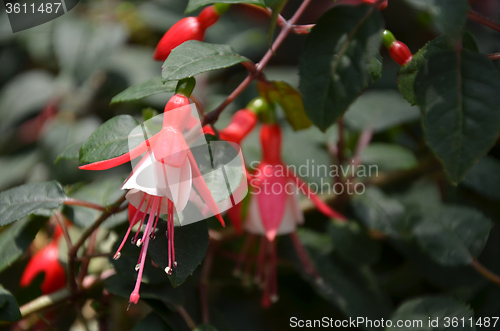 Image of Ballerina Flowers in the garden