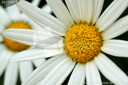 Image of Yellow and white daisy flower