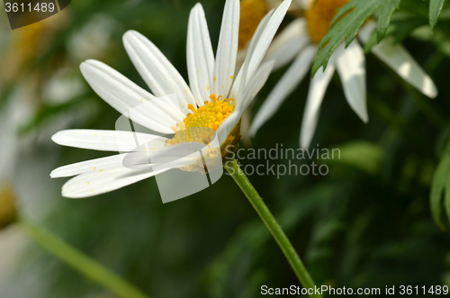 Image of Yellow and white daisy flower