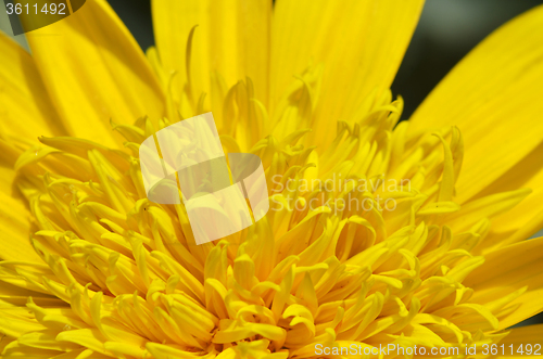 Image of Close-up of beautiful yellow chrysanthemum flowers