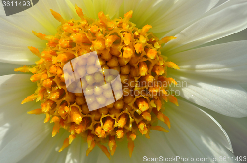 Image of Yellow and white daisy flower