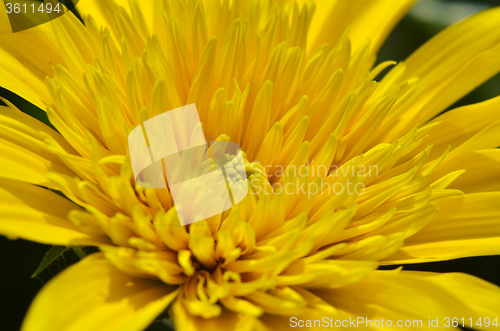 Image of Close-up of beautiful yellow chrysanthemum flowers