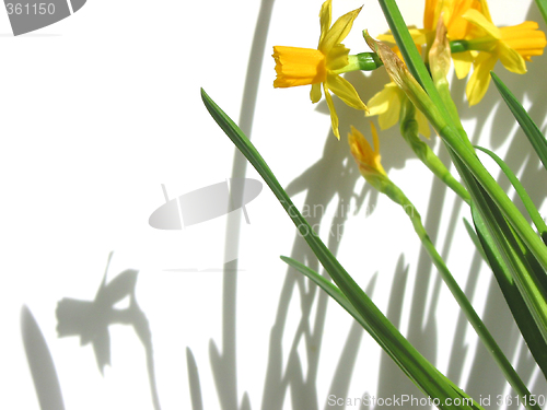 Image of Daffodils and shadows