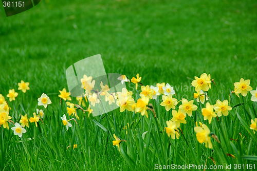 Image of Daffodils and grass