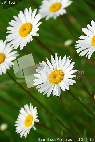 Image of Summer daisy