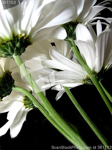 Image of White daisy on black background