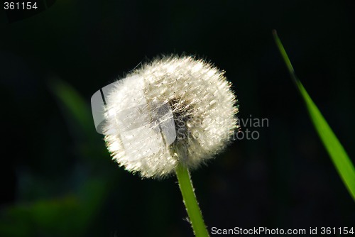 Image of Dandelion