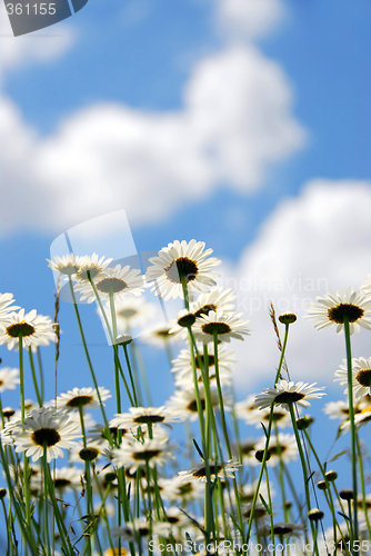 Image of Daises with blue sky