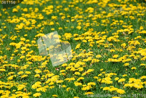 Image of Dandelion field